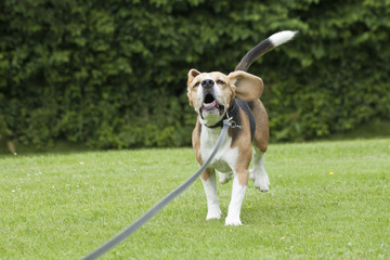 Obraz premium dog beagle running outdoor in a park