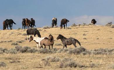 Wild Mustangs