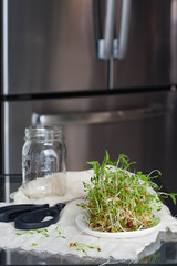Bean sprouts on a white plate. Scissors and a glass jar in the background 