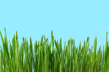Long Grass Growing against Blue Background