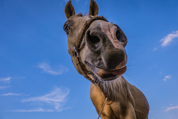 lustiges Pferd - witziges Porträt / funny horse