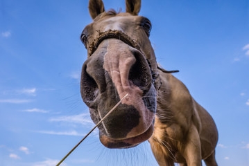 lustiges Pferd - witziges Porträt / funny horse