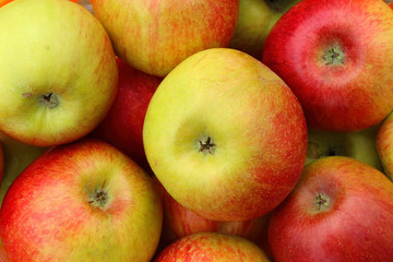 Beautiful red apple harvest