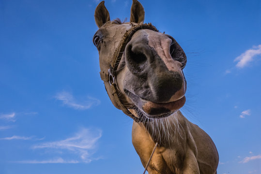 lustiges Pferd - witziges Portr&auml;t / funny horse