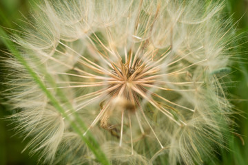 Dandelion / close up of a big dandelion