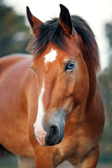 Obraz premium Portrait of red blue-eyed horse