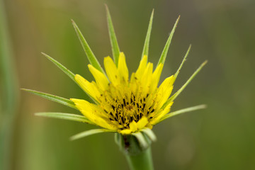 Flower / close up of a yellow flower