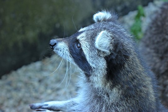 Neozoon Bilder Durchsuchen 1,058 Archivfotos, und