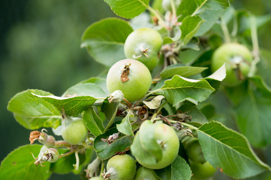 Apple tree / Apple tree with immature apples