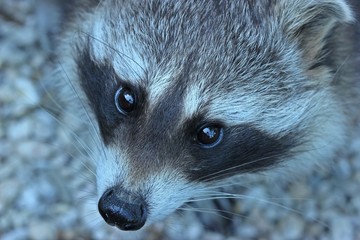Portrait eines Waschbären (Procyon lotor)