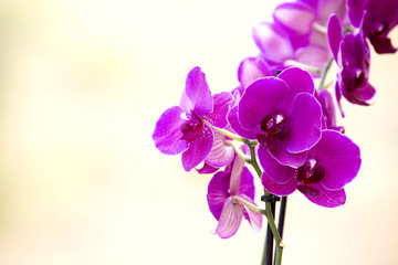 Fototapeta na wymiar Close-up of pink orchid phalaenopsis. Bouquet of flowers orchids 
