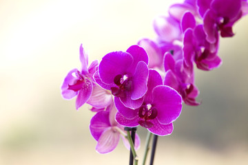 Close-up of pink orchid phalaenopsis. Bouquet of flowers orchids 

