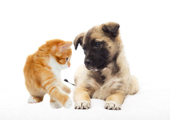 Obraz premium Beige puppy and kitten together looking