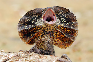 Fototapeta premium Lizard, angry
