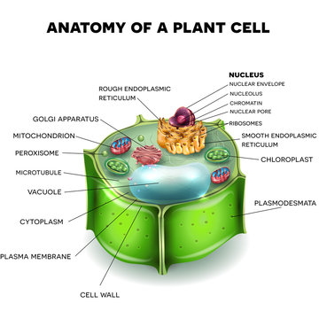 Plant Cell structure, cross section of the cell detailed anatomy