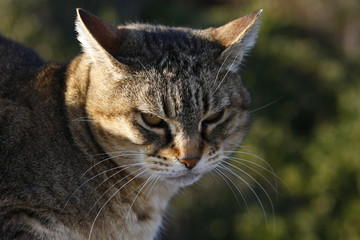 wilde Katze in Spanien