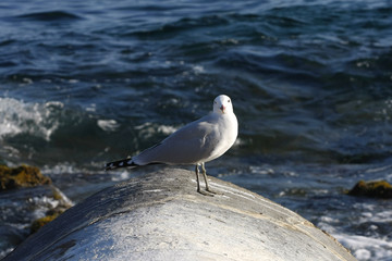 spanische Mittelmeerküste, Möwen, 