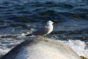 spanische Mittelmeerküste, Möwen, 