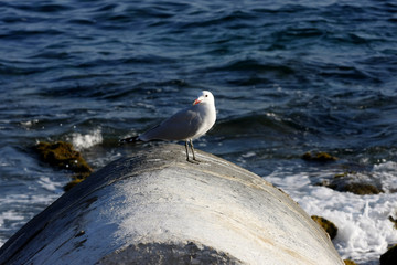 spanische Mittelmeerküste, Möwen, 