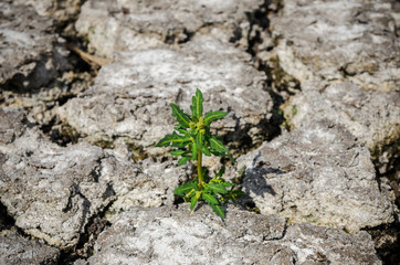 green grass in drought cracked earth