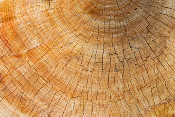 cutting log closeup