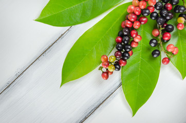 Thai Blueberry fruit