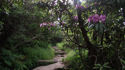 Rhododendron Bushes at Blue Ridge PArkway