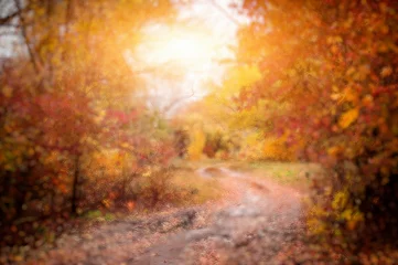 Fotobehang Herfst blurred autumn bakground with  colorful  suuny forest