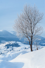 tree covered by frost and mountain view on sunrise. natural winter background