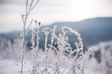 tree covered by frost and mountain view on sunrise. natural winter background