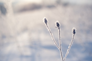 tree covered by frost and mountain view on sunrise. natural winter background
