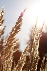 Obraz premium rural