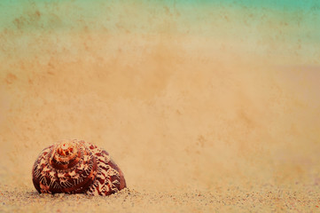 closeup shell on sandy beach. natural vintage summer background