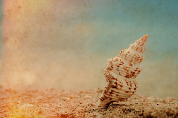 closeup tropical shell on sandy sunny beach, natural vintage summer background
