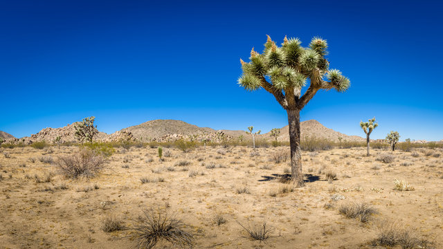 Panoramic view of Joshua tree and horizon in the Mojave desert, Joshua Tree, California