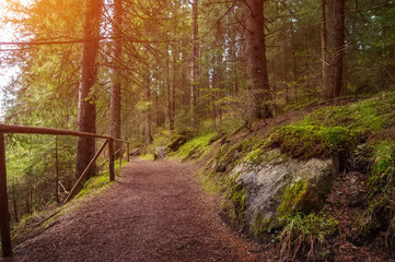 rural road through the deep green forest. natural summer background