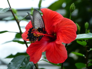 Monarchfalter auf Hibiskusblüte © Angelika Alber