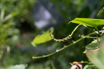 Dragonfly is hanging on the green leaf.