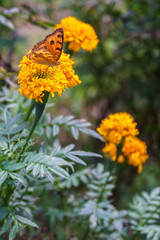 Beautiful Butterfly and yellow marigolds