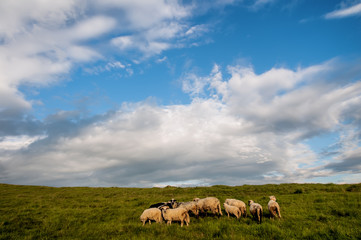 flock of sheep grazing on the field in mountains