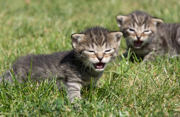 Naklejka na ściany i meble little kittens discover the world and play on the lawn