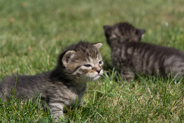Naklejka na ściany i meble little kittens discover the world and play on the lawn