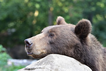 curious bear-Ursus arctos beringianus