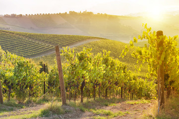 Vineyard among Hills on sunset