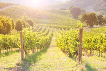 Fototapeta premium Vineyard among Hills on sunset