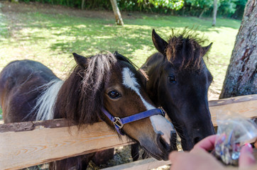 Two little ponies in the farm.