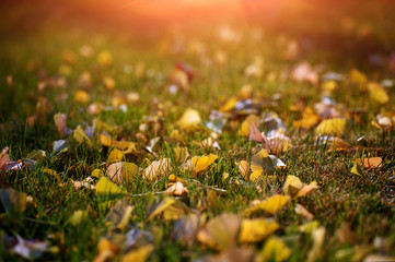 colorful autumn leaves on green lawn. natural background