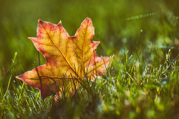 colorful leaf on green lawn. natural vintage autumn background