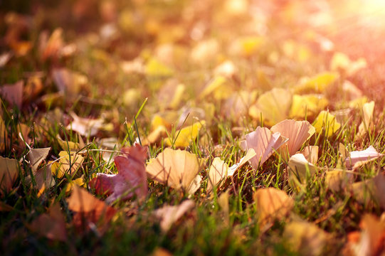 colorful autumn leaves on green lawn. natural background