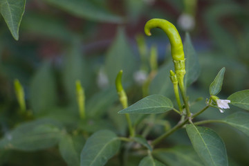 chili spur pepper tree